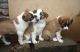 Border Collie Puppies for sale in Los Andes St, Lake Forest, CA 92630, USA. price: NA