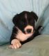 Border Collie Puppies for sale in Henagar, AL, USA. price: $400