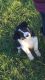 Border Collie Puppies for sale in Alaska St, Staten Island, NY 10310, USA. price: NA
