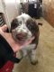 Border Collie Puppies for sale in Coweta, OK, USA. price: $300