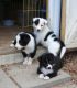 Border Collie Puppies for sale in Austin, TX, USA. price: NA