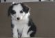 Border Collie Puppies for sale in Newark, NJ, USA. price: $400