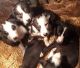 Border Collie Puppies for sale in San Diego, CA 92027, USA. price: NA