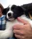 Border Collie Puppies for sale in California St, San Francisco, CA, USA. price: NA