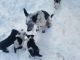 Border Collie Puppies for sale in Great Falls, MT, USA. price: NA