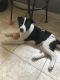 Border Collie Puppies for sale in Katy, TX, USA. price: NA