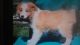 Border Collie Puppies for sale in Winston-Salem, NC 27105, USA. price: NA
