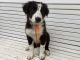 Border Collie Puppies for sale in Salem, OR 97301, USA. price: $700