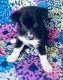 Border Collie Puppies for sale in Buckeye, AZ, USA. price: NA