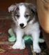 Border Collie Puppies for sale in Chicago, IL 60638, USA. price: NA