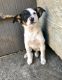 Border Collie Puppies for sale in Tacoma, WA, USA. price: NA