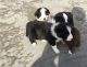 Border Collie Puppies for sale in SC-9, Chester, SC, USA. price: NA