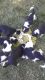 Border Collie Puppies for sale in Twin Falls, ID, USA. price: NA