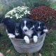 Border Collie Puppies for sale in Mcveytown, PA 17051, USA. price: $450