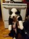 Border Collie Puppies for sale in 6644 N Mission Rd, Rosebush, MI 48878, USA. price: NA