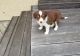 Border Collie Puppies for sale in Norwich, CT, USA. price: $650