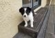 Border Collie Puppies for sale in Norwich, CT, USA. price: $650