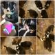 Border Collie Puppies for sale in Fort Wayne, IN, USA. price: NA