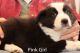 Border Collie Puppies for sale in Greeneville, TN, USA. price: NA