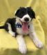 Border Collie Puppies for sale in Carnegie Hall, New York, NY 10019, USA. price: NA