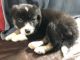 Border Collie Puppies for sale in Egg Harbor Township, NJ, USA. price: $800