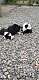 Border Collie Puppies for sale in NJ-27, Metuchen, NJ, USA. price: NA