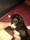 Border Collie Puppies for sale in Spartanburg, SC 29307, USA. price: NA