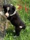 Border Collie Puppies for sale in Horse Branch, KY 42349, USA. price: $500