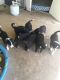 Border Collie Puppies for sale in Saratoga Springs, UT, USA. price: NA