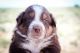 Border Collie Puppies for sale in Los Lunas, NM 87031, USA. price: $500