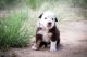 Border Collie Puppies