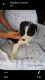 Border Collie Puppies for sale in Barboursville, WV, USA. price: NA