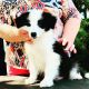 Border Collie Puppies for sale in Fresno, CA 93720, USA. price: $500