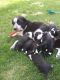 Border Collie Puppies for sale in McDermitt, NV 89421, USA. price: NA
