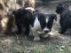 Border Collie Puppies for sale in 725 Berlin Ave, Mishawaka, IN 46544, USA. price: NA