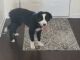 Border Collie Puppies for sale in Martinsburg, WV, USA. price: $100