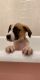 Border Collie Puppies for sale in Orem, UT, USA. price: NA