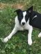 Border Collie Puppies for sale in Moscow, ID, USA. price: NA
