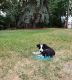 Border Collie Puppies for sale in Buhl, ID 83316, USA. price: NA