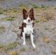 Border Collie Puppies for sale in Sunrise, FL, USA. price: NA