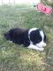 Border Collie Puppies for sale in Lodgepole, NE 69149, USA. price: $400