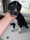 Border Collie Puppies for sale in Connersville, IN 47331, USA. price: $125