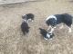 Border Collie Puppies for sale in Salinas, CA 93907, USA. price: NA
