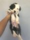 Border Collie Puppies for sale in Lancaster, CA, USA. price: NA