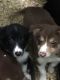 Border Collie Puppies for sale in East Haddam, CT, USA. price: $950
