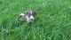 Border Collie Puppies for sale in Holley, NY 14470, USA. price: NA