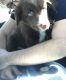 Border Collie Puppies for sale in Antelope, CA, USA. price: NA