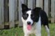 Border Collie Puppies for sale in Leetonia, OH 44431, USA. price: NA