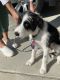 Border Collie Puppies for sale in Star, ID 83669, USA. price: NA