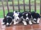 Border Collie Puppies for sale in Chase, MI 49623, USA. price: $250